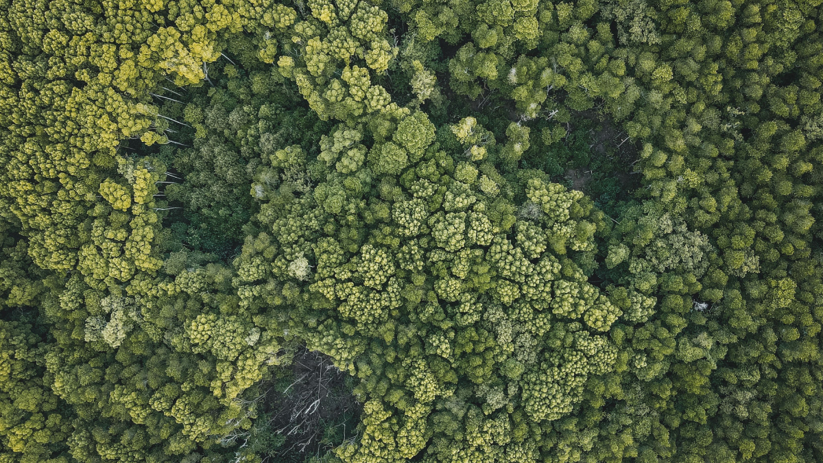 Além de encantar pela beleza, aves frugívoras são aliadas indispensáveis na conservação da Mata Atlântica (Foto: Pok Rie/ Pexels)