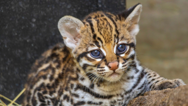 Foto de filhote de jaguatirica no Zoológico de São Paulo
