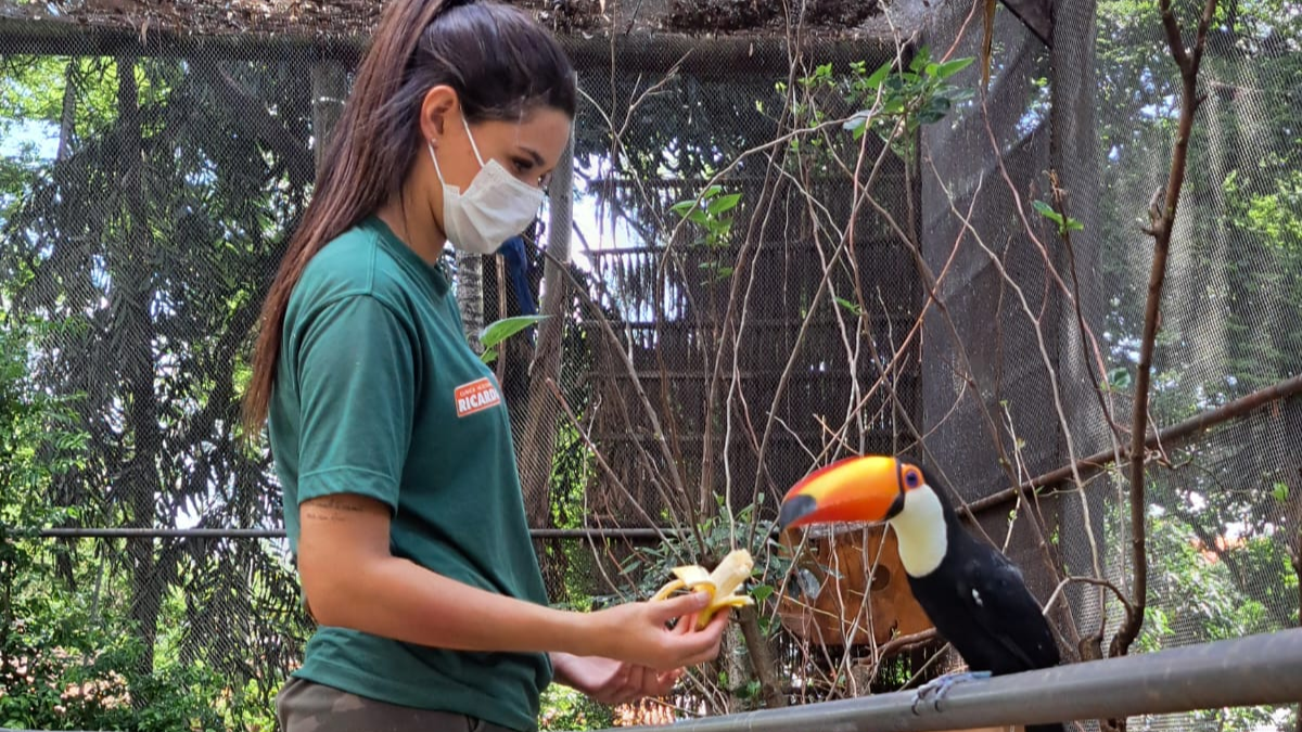 Monitora alimentando tucano no Zoológico de Sorocaba