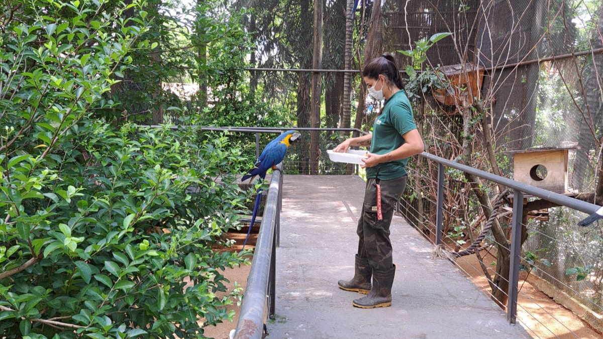 Monitora alimentando arara no Zoológico de Sorocaba