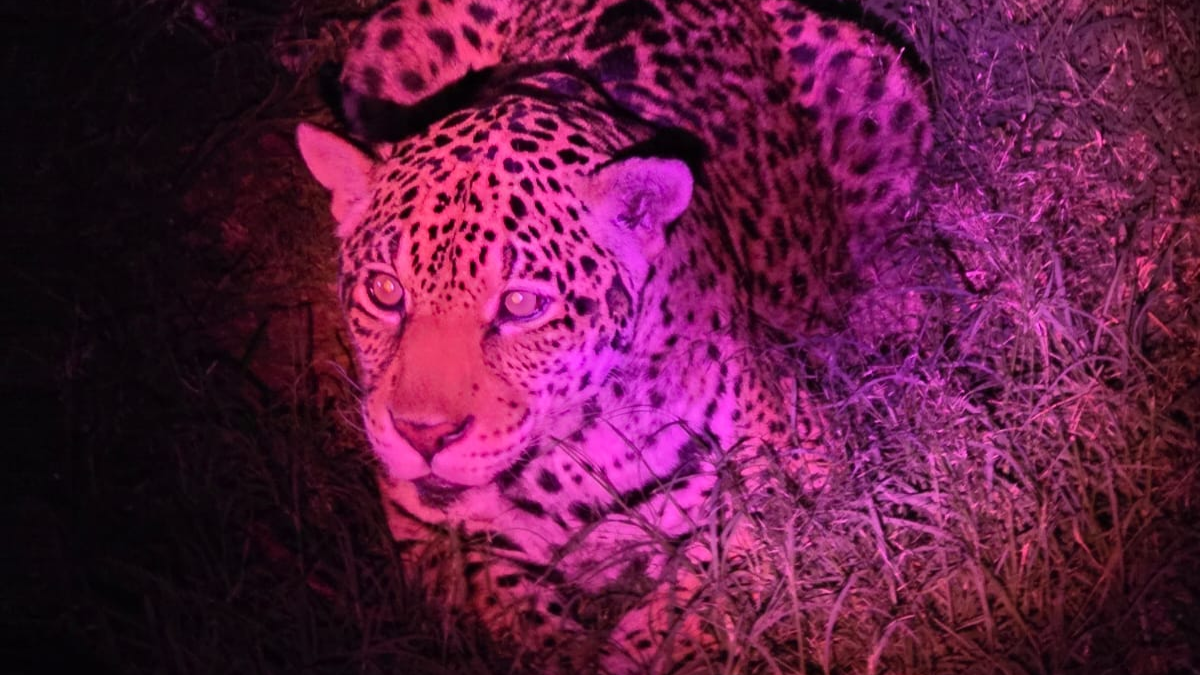 Onça em visita noturna monitora do Zoológico de Sorocaba
