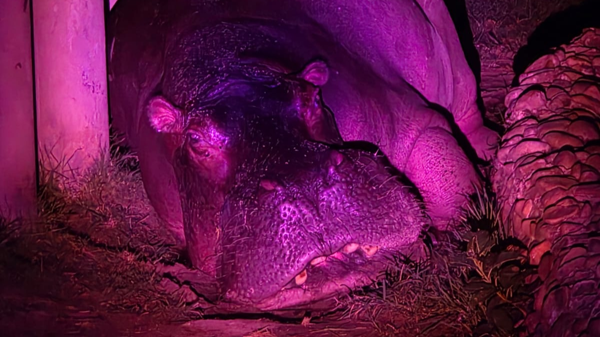 Hipopótamo durante visita noturna monitorada no Zoológico de Sorocaba