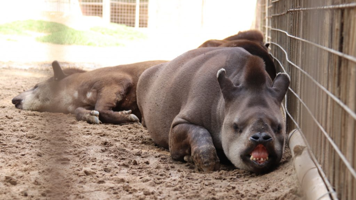 Animais que vivem no Zoológico de Sorocaba