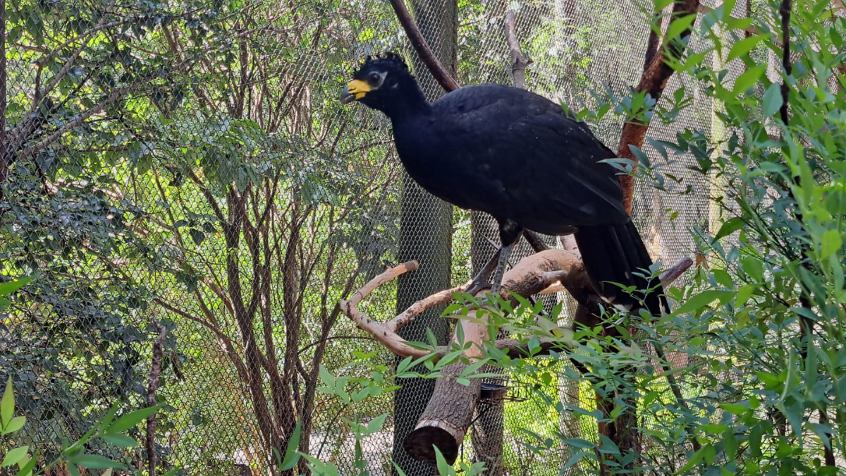 Ave do Zoológico de Sorocaba