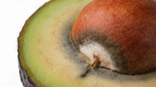 Casca e caroço de abacate preto ou oxidado sendo reaproveitados para compostagem e jardinagem