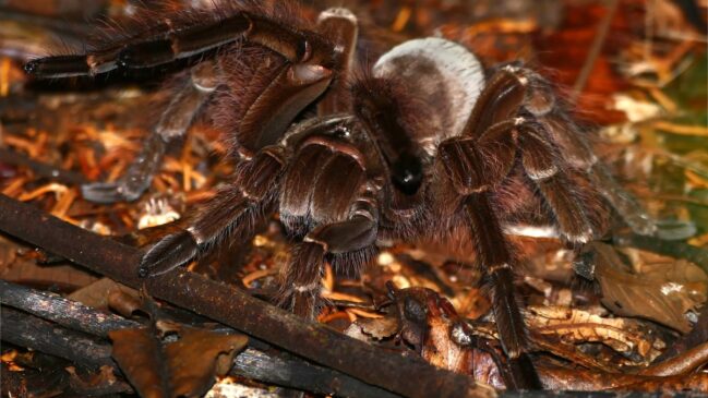 A aranha é conhecida como comedora de pássaros, mas na realidade as aves não estão em seu cardápio (Foto: Bernard Dupont/Wikimedia Commons)