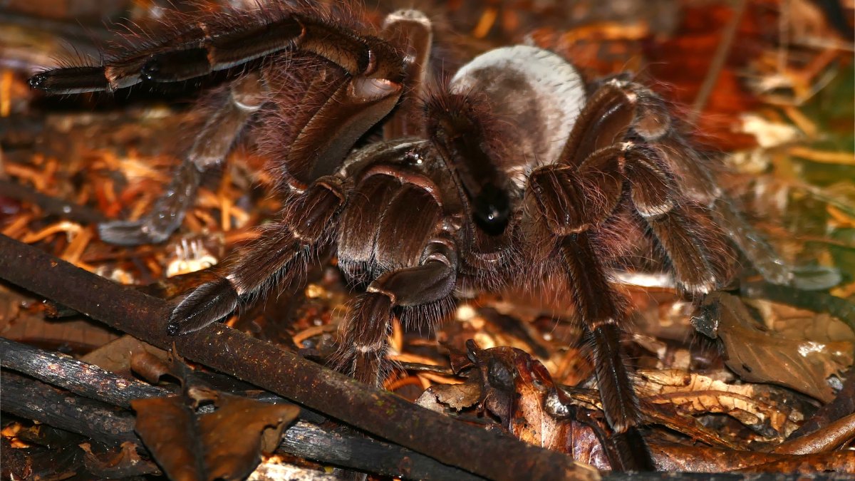 A aranha é conhecida como comedora de pássaros, mas na realidade as aves não estão em seu cardápio (Foto: Bernard Dupont/Wikimedia Commons)