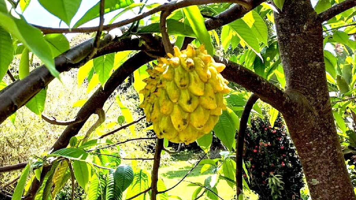 Biribá fruta
