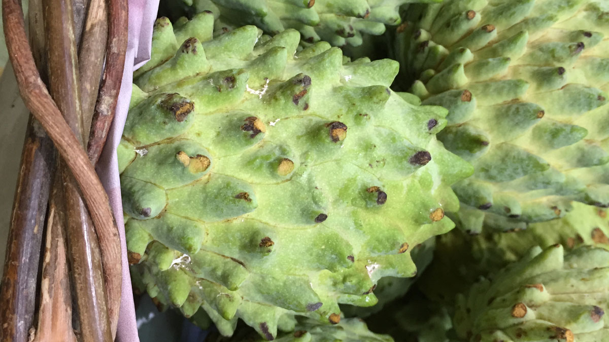 Biribá fruta