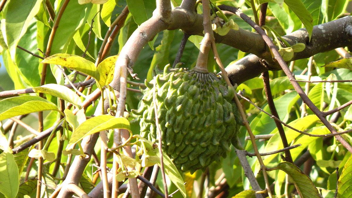 Biribá fruta