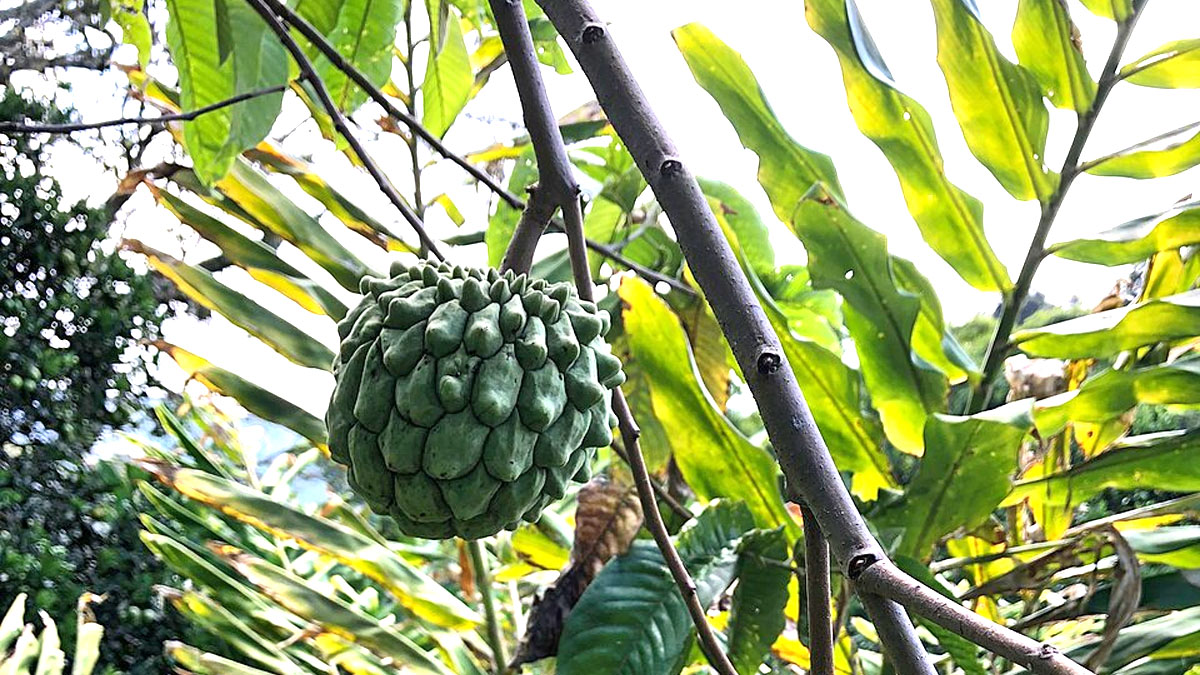 Biribá fruta