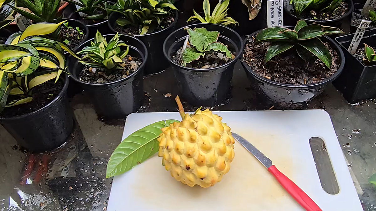 Biribá fruta