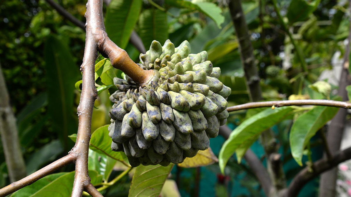 Biribá fruta