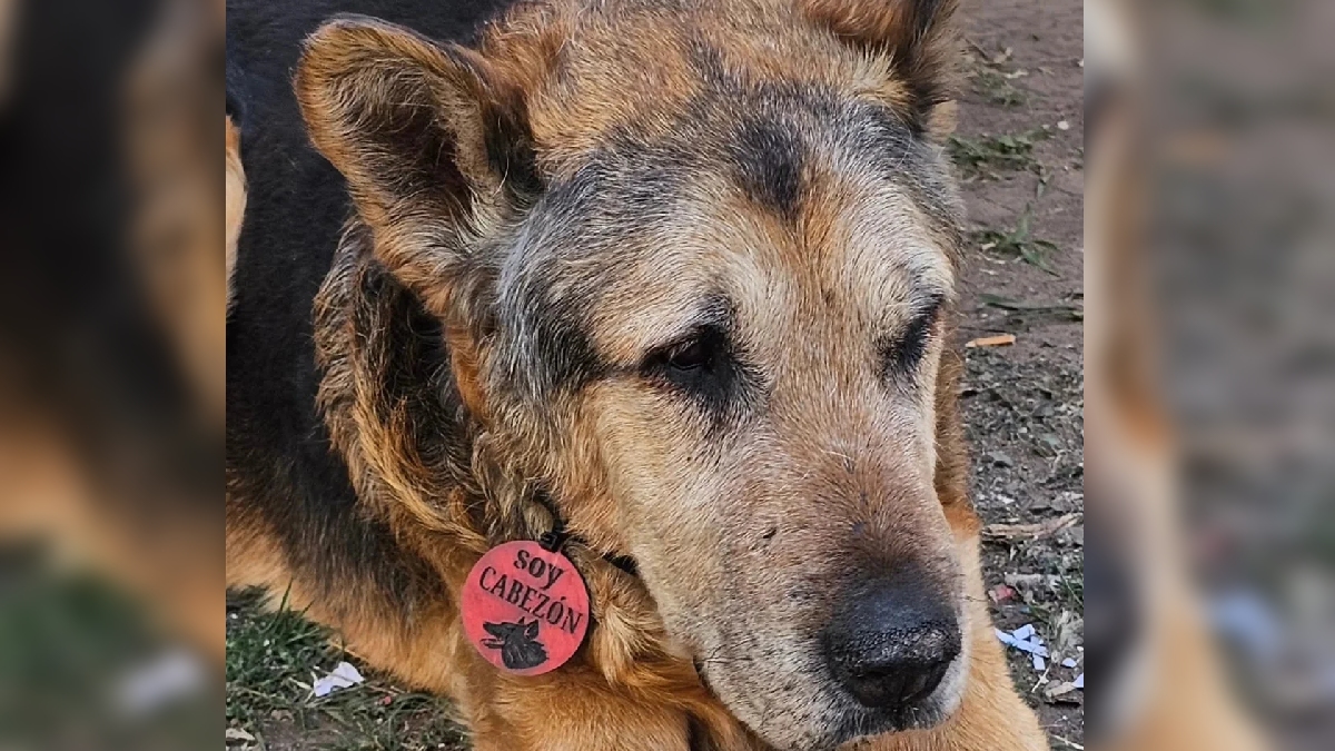 Cabezón, cachorro de San Luís