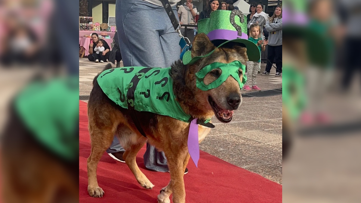 Cabezón, cachorro de San Luís