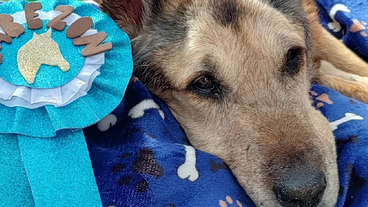 Cabezón, cachorro de San Luís