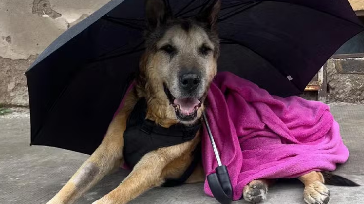 Cabezón, cachorro de San Luís