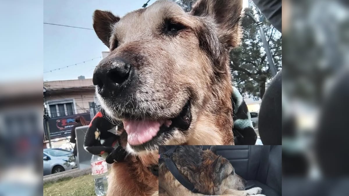 Cabezón, cachorro de San Luís