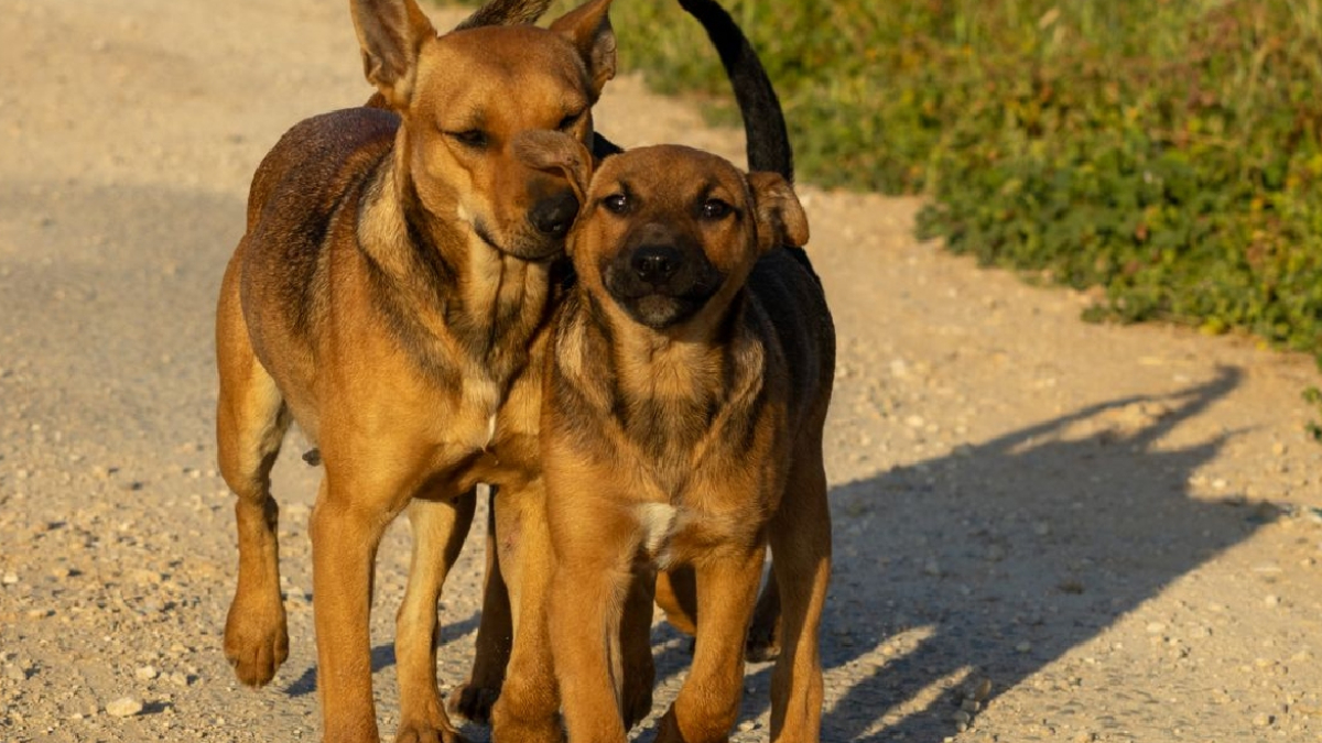 O cachorro que faz parte da paisagem urbana também se tornou estrela da internet (Abdallah Egbareia- Pexels)