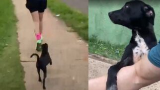 Cadelinha vira-lata viraliza ao receber carinho após perseguir corredores por 7 km
