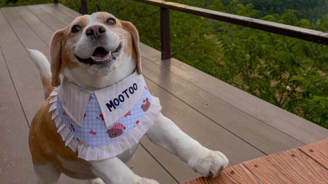 Descubra quem é Mootoo, o cachorro famoso nas redes sociais por suas caretas fofas. (Foto: Reprodução/Instagram/@bigmootoo)