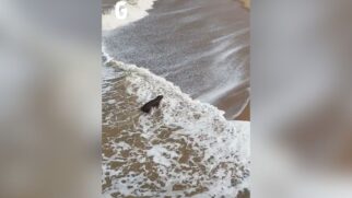Capivara é flagrada tomando banho de mar no Rio de Janeiro - Foto: