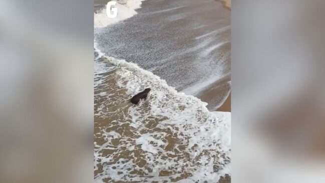 Capivara é flagrada tomando banho de mar no Rio de Janeiro - Foto: