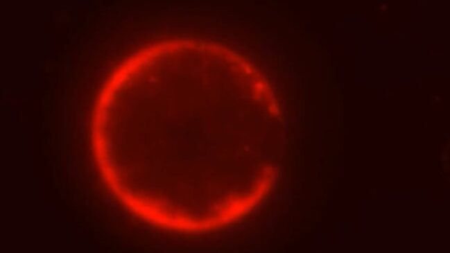 Cientistas criaram uma célula sintética, mostrada aqui com sua membrana corada de vermelho, montada a partir de componentes químicos não vivos (Foto: Laboratório Orion Venero/Adamala)