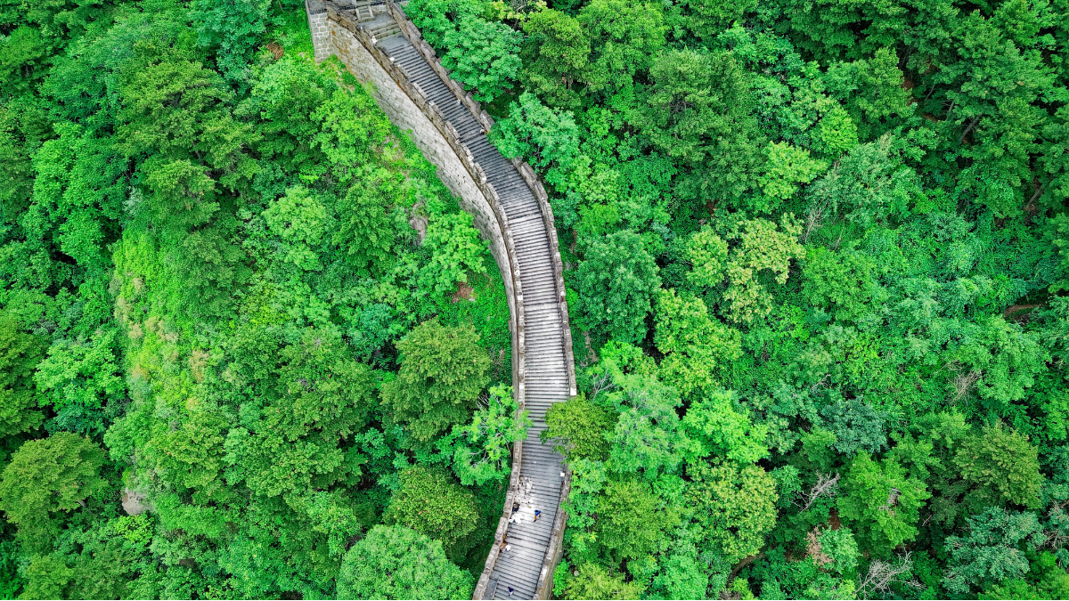 China planotu mais de 66 milhões de árvores para parar desertificação