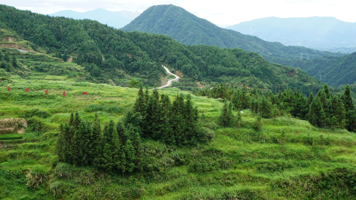China planotu mais de 66 milhões de árvores para parar desertificação