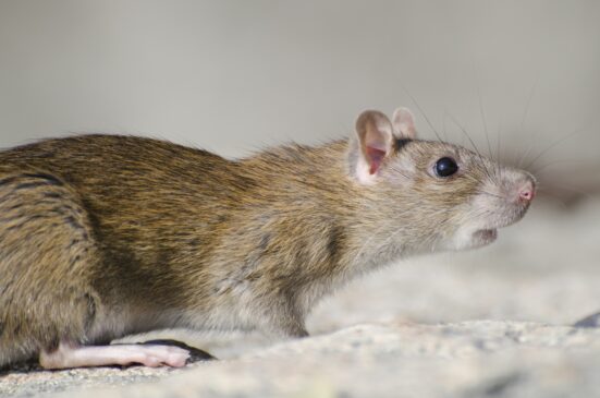 Ratos são atraídos pelos '4As': acesso, abrigo, alimento e água (Foto: Reprodução/Magnific)