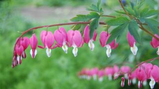 Originária da Ásia, a planta chama atenção pela floração incomum e cresce melhor em locais de meia-sombra (Foto: Wuzur/Wikimedia Commons)