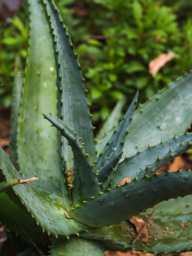 Como plantar babosa em casa e ter um estoque natural de gel para cuidar da pele e dos cabelos