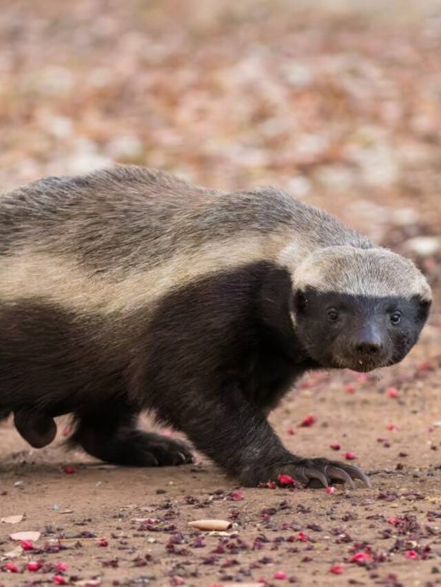 Conheça o texugo-do-mel: o animal mais destemido do mundo que ignora venenos e enfrenta até leões