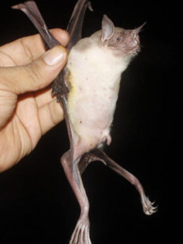 Morcego pesca no escuro com patas adaptadas