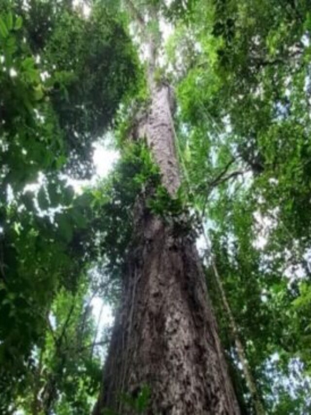 ‘Maior árvore da Amazônia’ é 2 vezes mais alta que o Cristo Redentor e guardava um ‘segredo’ de séculos