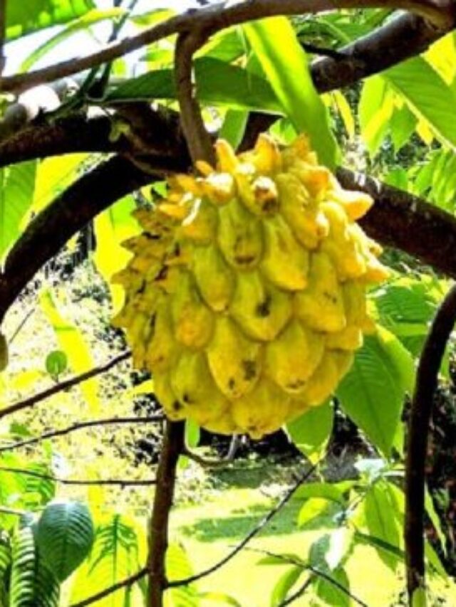 Biribá: conheça a fruta amazônica com sabor de torta de limão que protege o coração e o cérebro