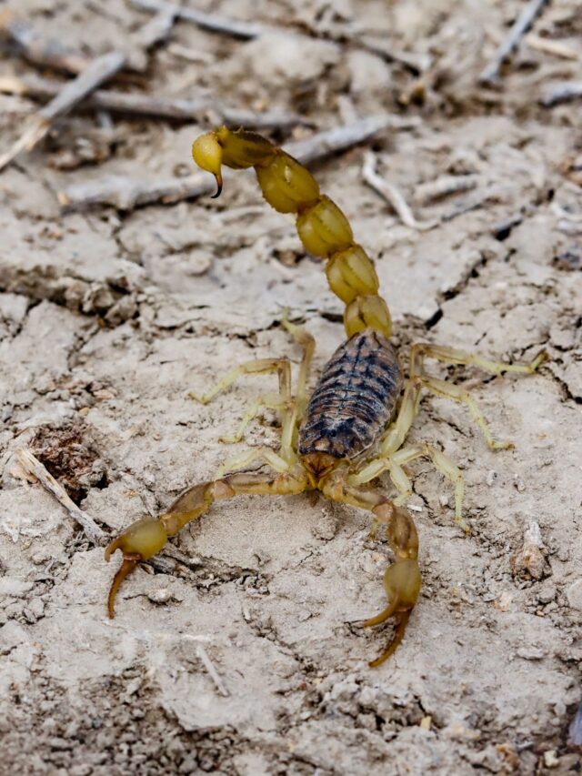 Moradora de MG toma susto ao achar escorpião camuflado em pé de alface