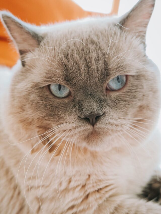 Por que os gatos seguem os donos até o banheiro? Hábito pode reforçar o vínculo entre os dois