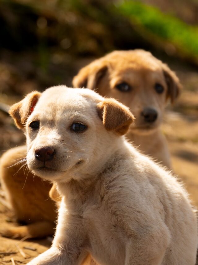 8 sinais para saber se seu cachorro está saudável e identificar problemas antes de levar o pet ao veterinário