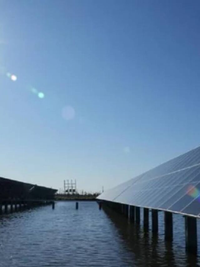Como uma usina solar flutuante criou um ecossistema com 2.000 animais