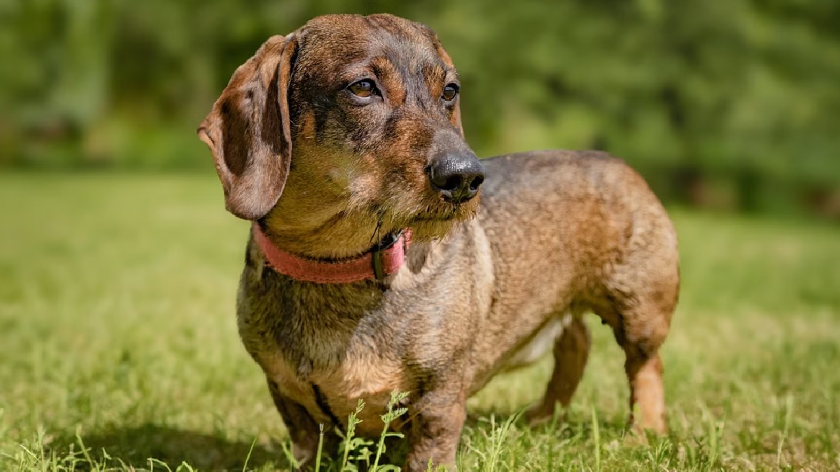 Dachshund