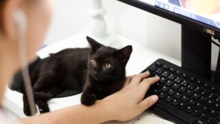 Saiba o motivo real estudado por especialistas sobre os gatos deitados nos computadores quando você está utilizando. (Foto: Pexels/Ruca Souza)