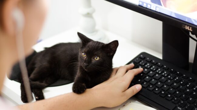 Saiba o motivo real estudado por especialistas sobre os gatos deitados nos computadores quando você está utilizando. (Foto: Pexels/Ruca Souza)