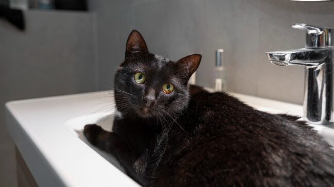 Gato preto no banheiro
