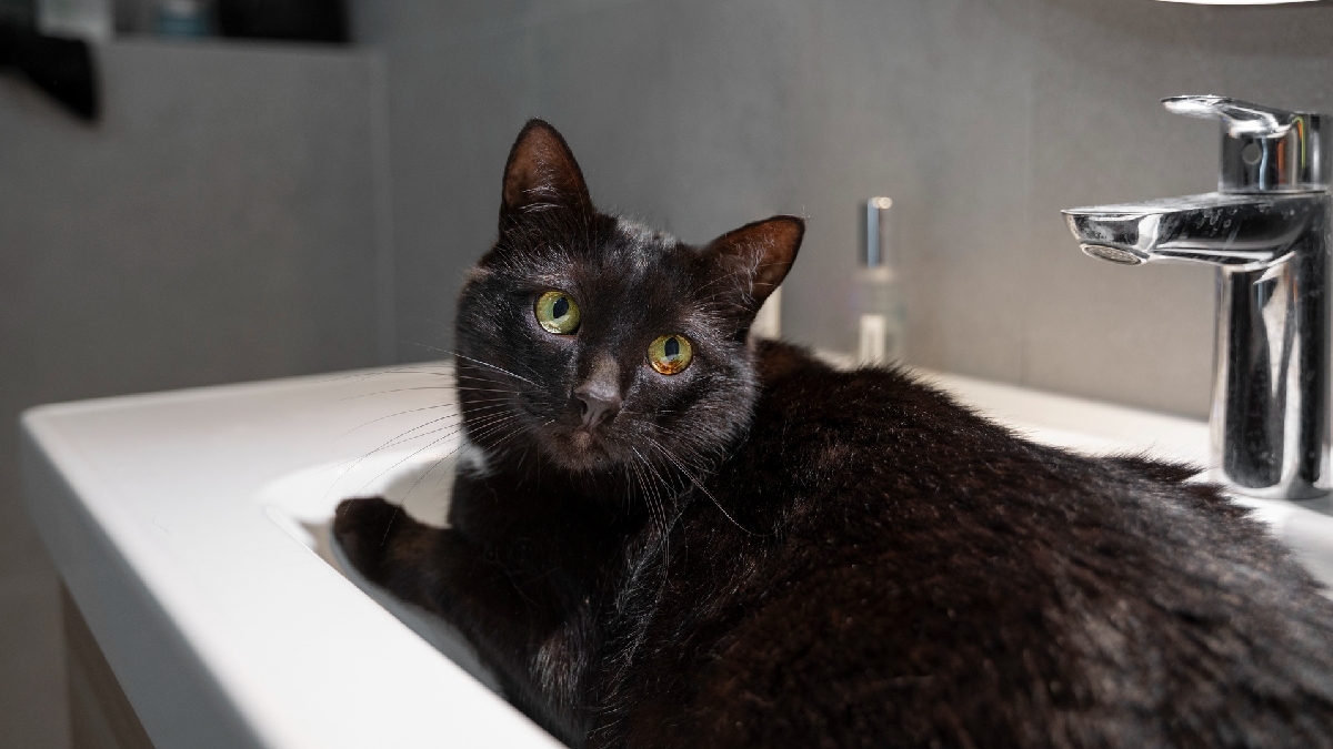 Gato preto no banheiro