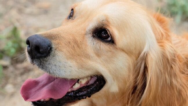 Golden Retriever