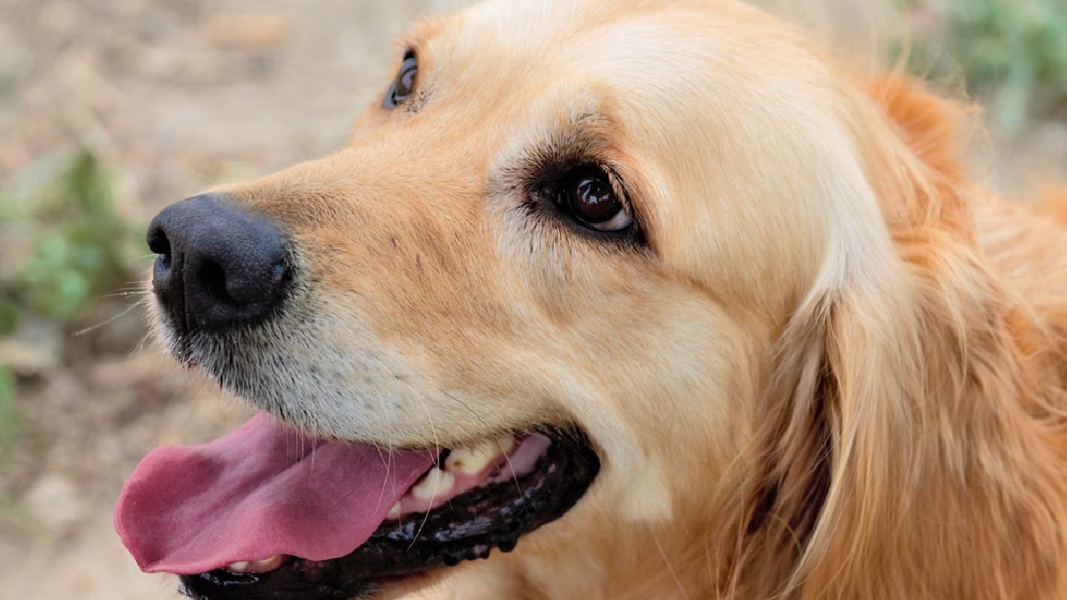 Golden Retriever
