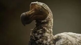 Ilustração de dodô/Divulgação/Colossal Biosciences