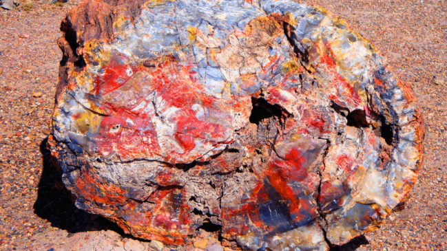 No Arizona, madeira fossilizada impressiona pelas cores e ajuda cientistas a entender ambientes que existiam na Terra durante o surgimento dos primeiros dinossauros (Foto: Reprodução/PxHere)